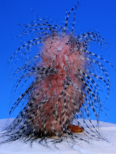 Hedgehog Elf - One-Of-A-Kind Doll by Tanya Abaimova. Creatures Gallery 